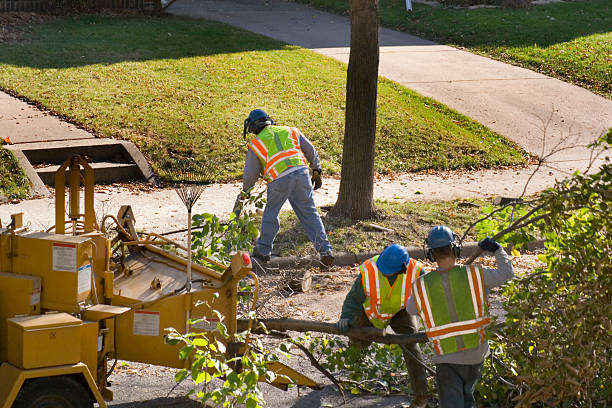 Best Tree Trimming and Pruning  in Staic, CA